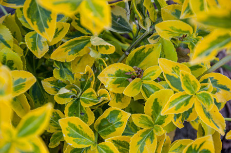 freshly planted spindle tree shrub. Close-up shot. Euonymus Gold Splash.の写真素材