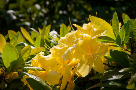 Blooming flowers of rhododendron anneke yellow azalea. Close-up photo.の写真素材