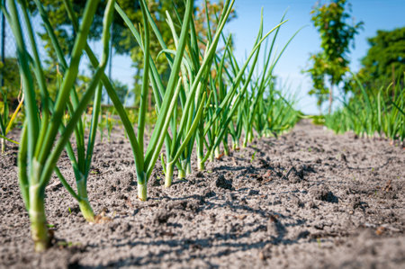 Closeup photo of fresh planted onion growing in a row on a fieldの写真素材