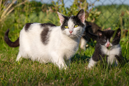 Cute and small black and white kitten walking in the grass with his motherの写真素材