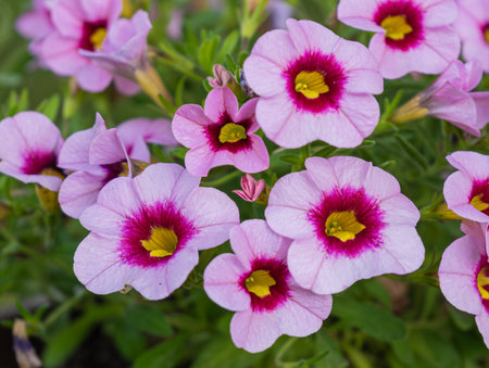 Closeup photo of beautiful blooming pink and violet petunia flowersの写真素材