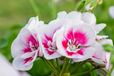 Closeup photo of beautiful blooming geranium flowersの写真素材
