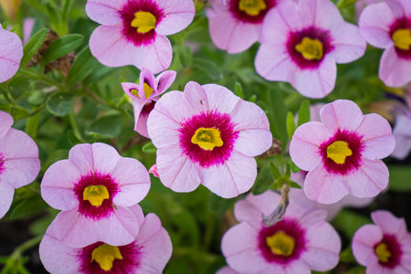Closeup photo of beautiful blooming pink and violet petunia flowersの写真素材