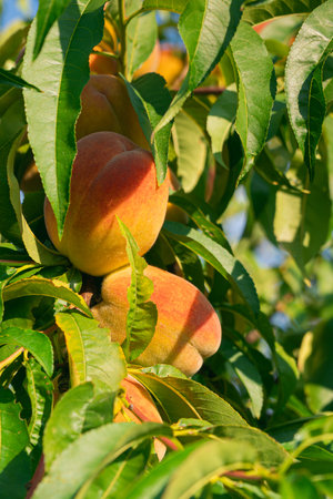 Fresh and juicy peach ripening on a peach tree branch. Closeup shot. Ready for harvestの写真素材