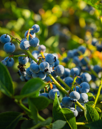 Fresh and juicy blueberries growing on a branch. Closeup shot. Organic food. Full of vitamins. Healthy diet.の写真素材