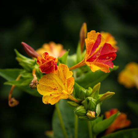 Closeup photo of beautiful blooming Mirabilis Jalapa or Four o Clock Flowers.の写真素材
