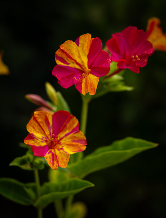Closeup photo of beautiful blooming Mirabilis Jalapa or Four o Clock Flowers.の写真素材