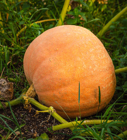 Big and juicy orange pumpkin growing on a grass. Halloween concept. Healthy fruit or vegetable.の写真素材
