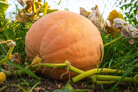 Big and juicy orange pumpkin growing on a grass. Halloween concept. Healthy fruit or vegetable.の写真素材
