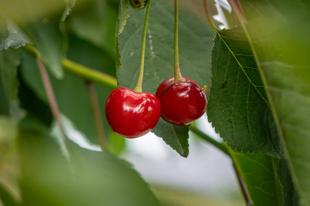 fresh and juicy red cherries on a cherry tree branch. Closeup shot.の写真素材