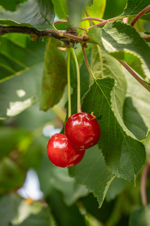 fresh and juicy red cherries on a cherry tree branch. Closeup shot.の写真素材