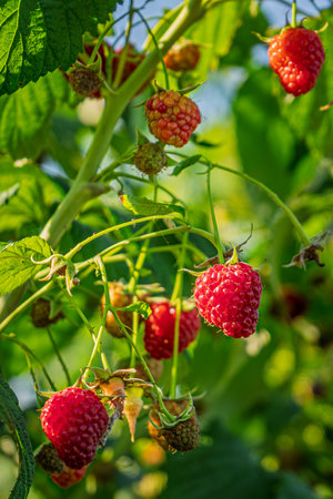 fresh and juicy wild raspberry on a branch. Closeup shot.