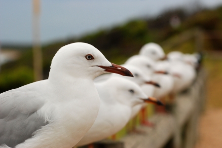 Group of seagulls sitting in one lineの写真素材