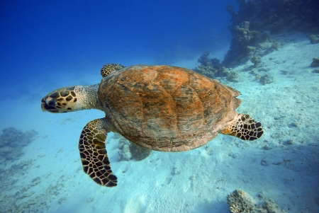 Huge turtle underwater in Red Sea - Egypt
