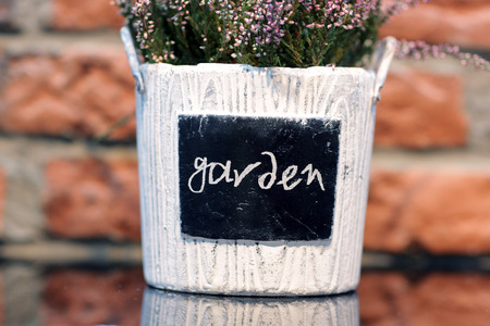Lavender in a flowerpotの写真素材
