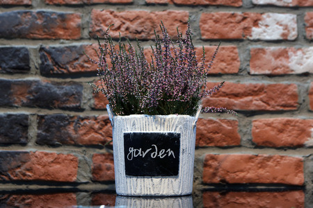Lavender in a flowerpotの写真素材