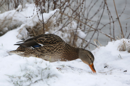 Birds on frozen lake at winter. Duck eatingの写真素材