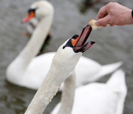 Birds on frozen lake at winter. Hand feeding swanの写真素材