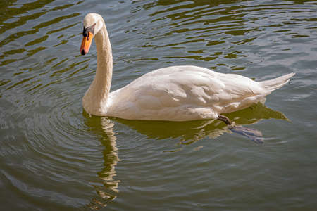 Swan in city pond in southern Polandの写真素材