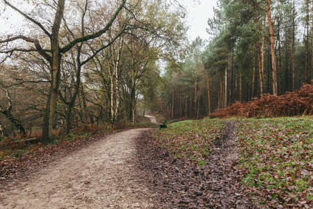 visit national forest cannock chase england
