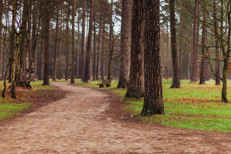Cannock Chase National Forest visit morning time