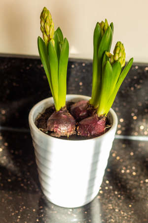seedling from which flowers will be distinguished