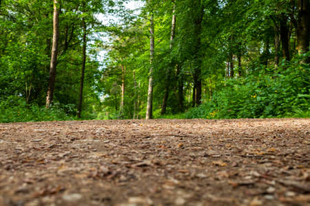 National Forest in England Hoar Crossの写真素材
