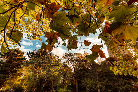 Stapenhill Woodland Walk and Riverside Walk, Burton on Trent UK, autumn 2021.の写真素材