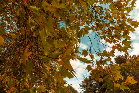 Stapenhill Woodland Walk and Riverside Walk, Burton on Trent UK, autumn 2021.
