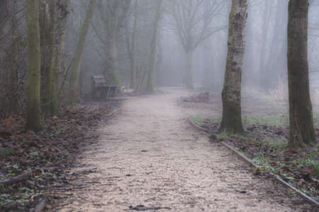 Morning fog in anglli in the park by the lake, St Chad`s Nature Reserve, January 2021.の写真素材