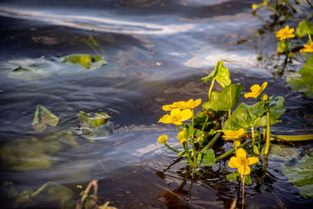 Yellow water flowers in a lake in a park, St Chad Nature Reserve, England, April 2022.の写真素材