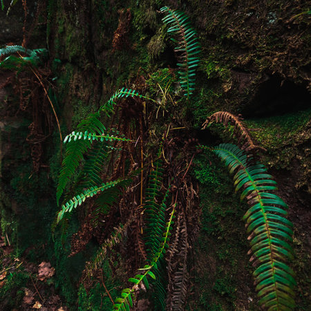 Nature's Spiral: Close-up of a fern leaf unfurling, showcasing its intricate pattern and vibrant green hues in a display of natural eleganceの写真素材