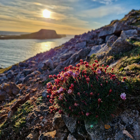 In this breathtaking photograph, the sun sets behind the iconic Worm's Head, casting a golden glow...