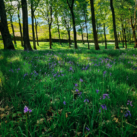 Nestled amidst the picturesque landscapes of the United Kingdom, Derwent Reservoir stands as a tranquil oasis of natural beauty. The reservoir, located in the stunning Derbyshire countryside, offers a serene escape from the bustling world.の写真素材