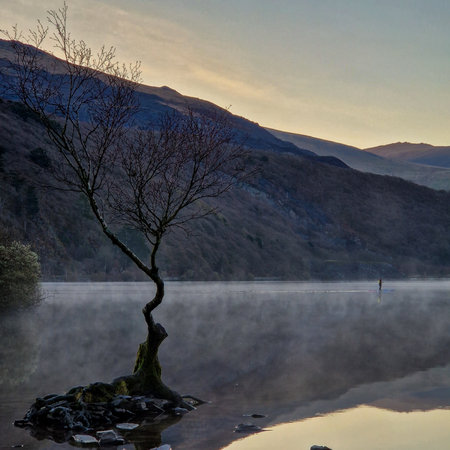 In the vast and picturesque landscapes of Wales, stands a solitary tree, a symbol of resilience and beauty amidst solitude. This lonely tree, standing tall against the elements, captures the essence of the Welsh countryside.の写真素材