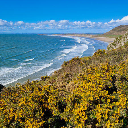Welcome to the breathtaking Rhossili Bay Beach, a true gem nestled on the Gower Peninsula in Wales. With its vast stretch of golden sand and azure waters, this beach is a masterpiece crafted by nature itself.の写真素材