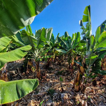 Just a stone's throw from Puerto de la Cruz, a lush banana plantation stretches out, showcasing rows upon rows of thriving banana trees. Their large, green leaves sway gently in the breeze, creating a rhythmic dance of nature.の写真素材