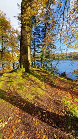 This collection of images captures the enchanting beauty of Lake Vyrnwy in Wales, a testament to both natural beauty and human ingenuity. From the majestic overflow of the dam spilling into lush woodlands to the tranquil roads meandering through autumn-kissed forests, each shot tells a story of serenity and pastoral grace. The presence of a rainbow arcing over the water adds a touch of magic to the scene. These images are imbued with the quiet dignity of the Welsh landscape, ideal for environmental themes, travel and tourism publications, or any narrative celebrating the serene beauty of the United Kingdom's countryside.の写真素材