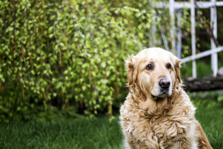 old golden retriever dogの写真素材