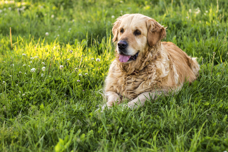 old golden retriever dogの写真素材