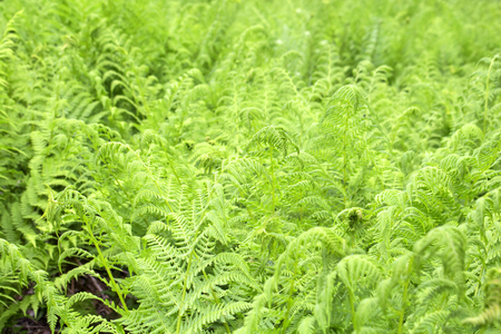 Wild fern in forestの写真素材