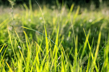 green grass background. meadow or lawnの写真素材