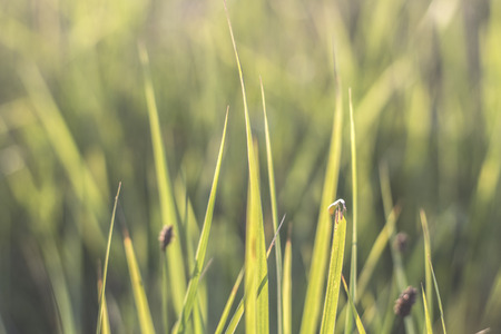 green grass background. meadow or lawnの写真素材