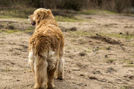 old golden retriever dogの写真素材