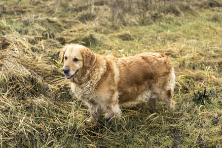 old golden retriever dogの写真素材
