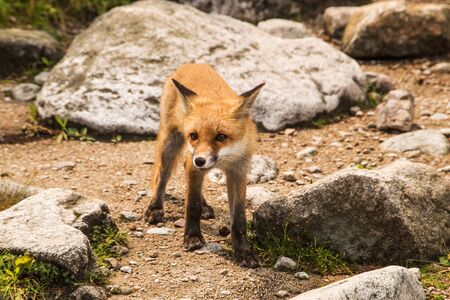 Wild young fox in the zooの写真素材