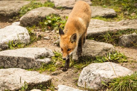 Wild young fox in the zooの写真素材