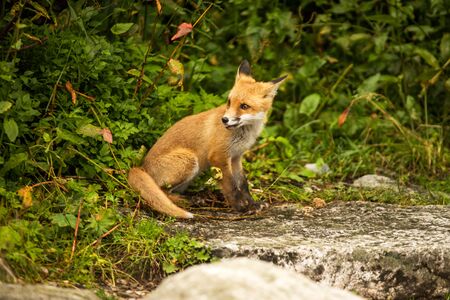 Wild young fox in the zooの写真素材