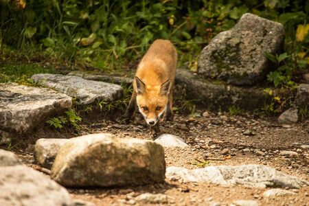 Wild young fox in the zoo