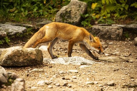 Wild young fox in the zooの写真素材